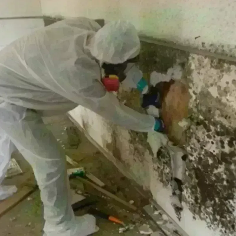 Mold Remediation and Removal in Stockton, KS